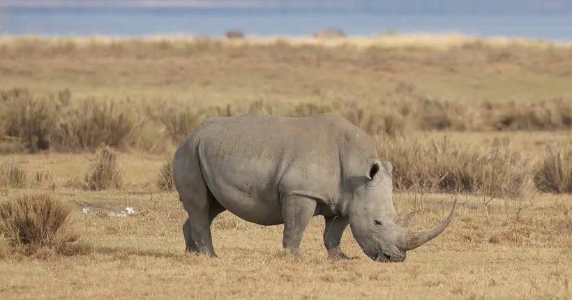 Pour protéger les rhinocéros du braconnage, 700 spécimens vont être décornés au Zimbabwe