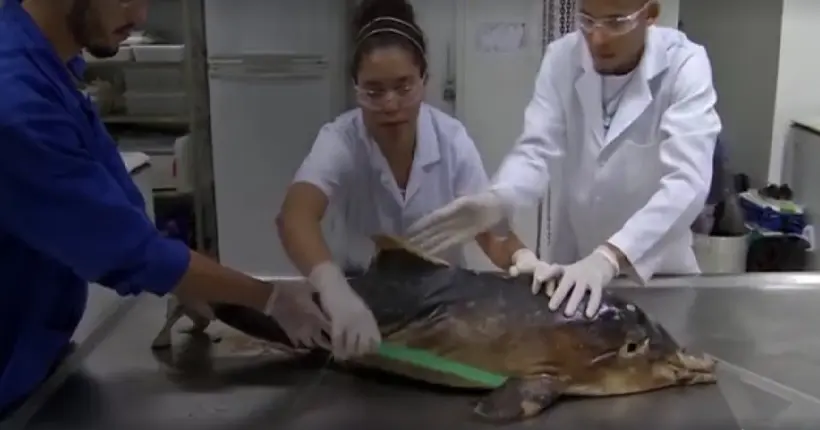 Il ne resterait que 34 dauphins vivants dans la baie de Rio