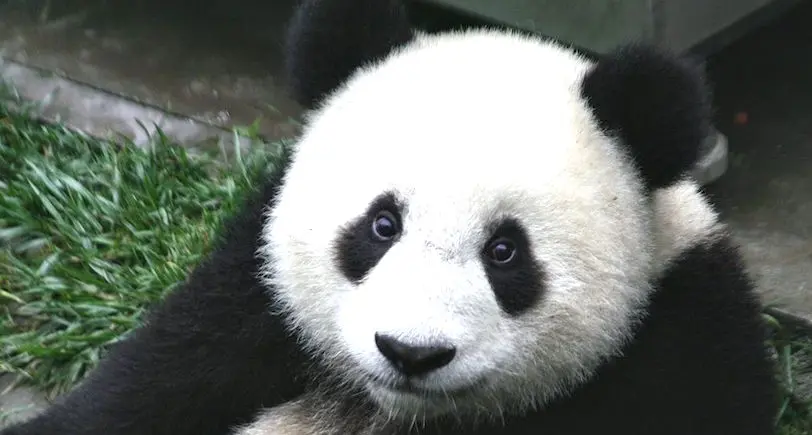 Le panda géant n’est plus une espèce en danger selon WWF