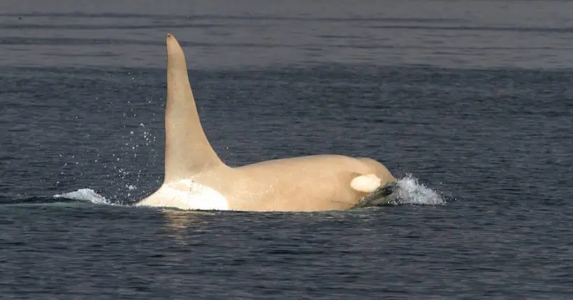 L’une des seules orques blanches connues à ce jour a fait une apparition surprise