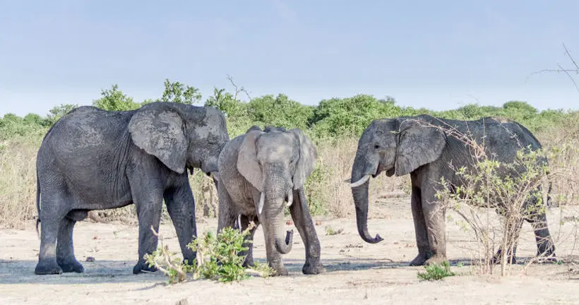 Des éléphants d’Afrique auraient compris comment éviter les braconniers