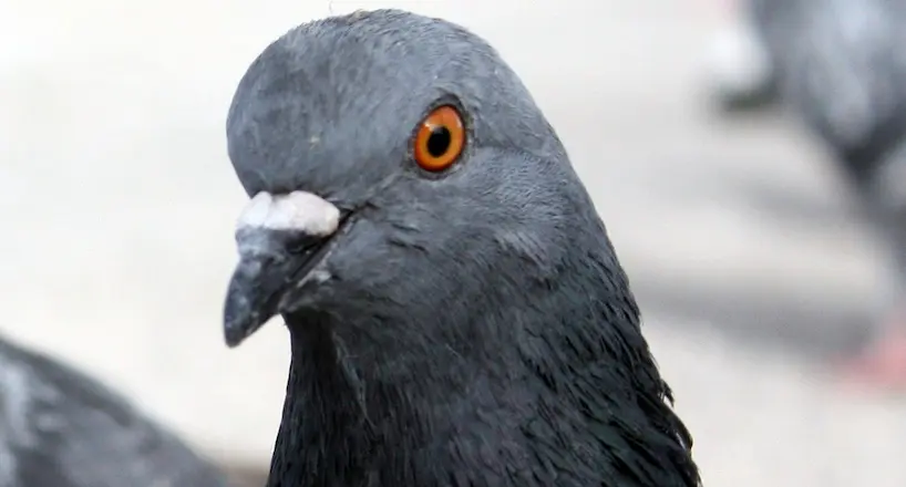 Contre toute attente, les pigeons peuvent apprendre à lire