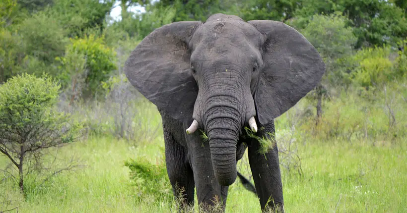 La population des éléphants de savane d’Afrique a chuté de 30 % depuis 2007