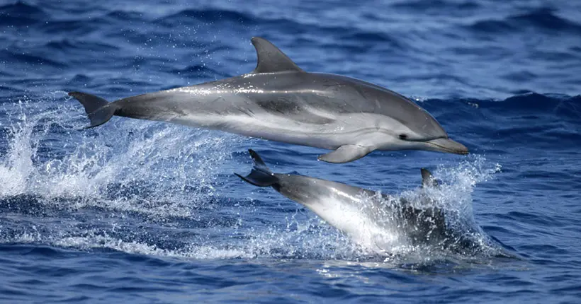 Les dauphins ont de véritables conversations entre eux