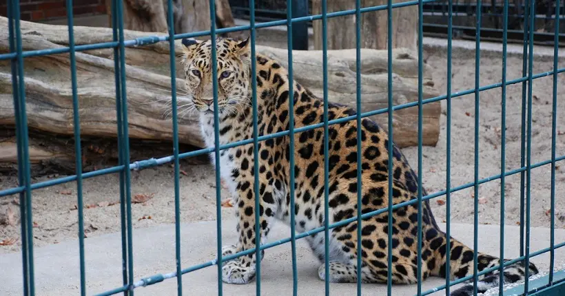 Un cursus universitaire propose de se spécialiser dans la défense des animaux