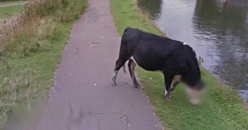 Google Street View floute la gueule d’une vache pour respecter sa vie privée