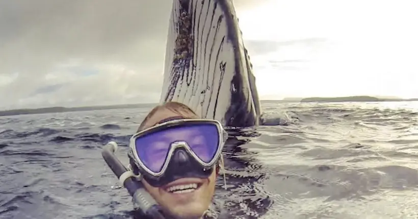 Will Rosner, le chanceux qui a fait un selfie avec une baleine
