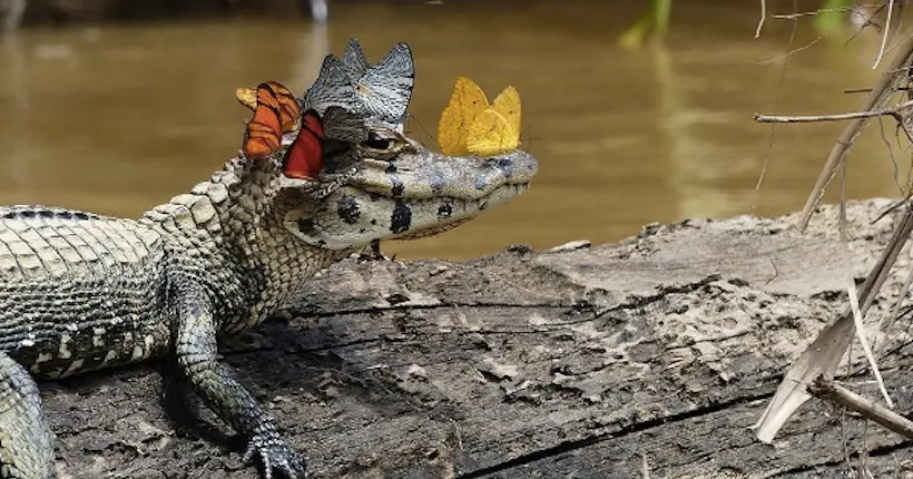 Mieux que le filtre Snapchat : la couronne de papillons du caïman