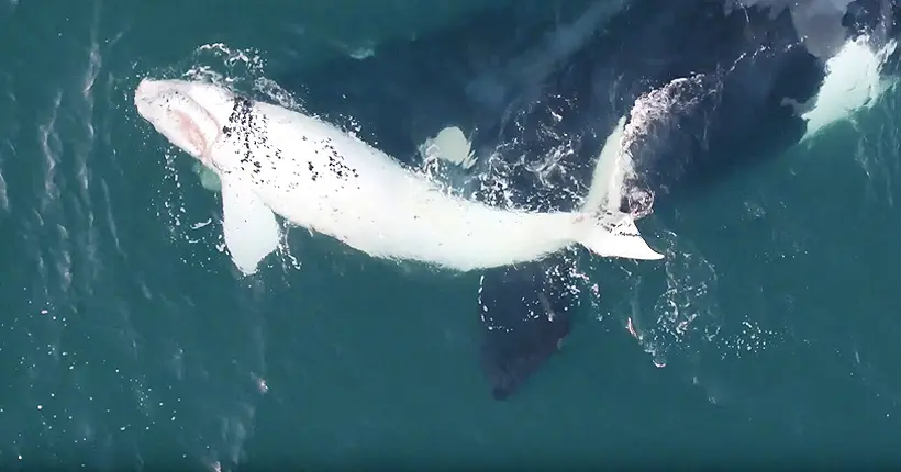 Une nouvelle baleine blanche rare repérée par des drones en Australie
