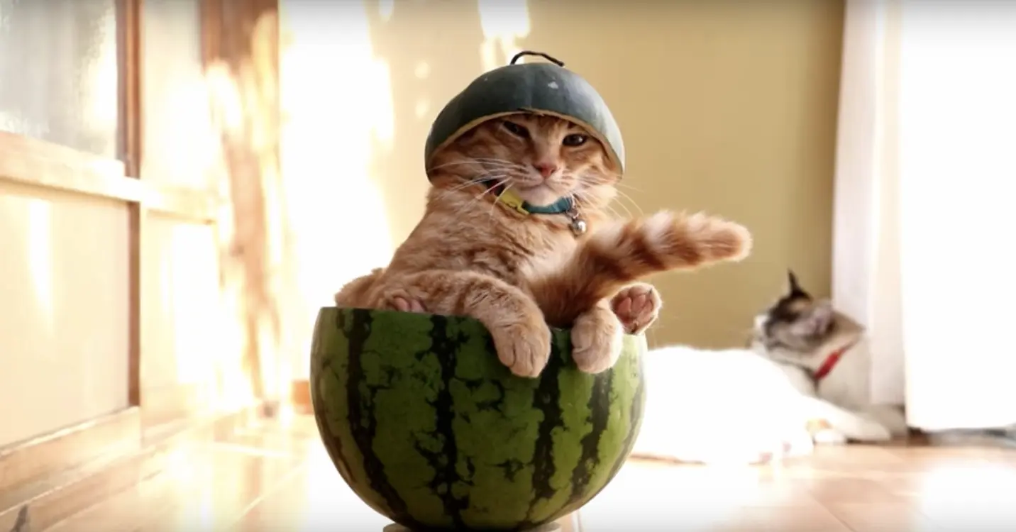 Des chats et de la bouffe : la chaîne YouTube lol du jour