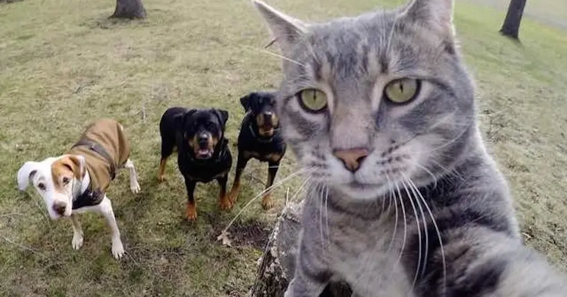Ce chat s’amuse à prendre des selfies avec sa GoPro