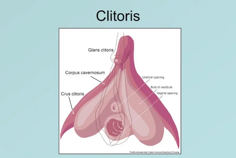Le clitoris est sous-représenté dans les manuels de SVT