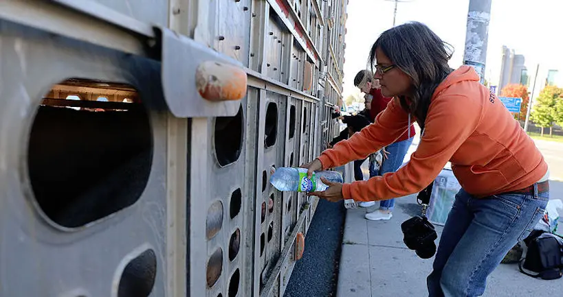 Une activiste canadienne poursuivie pour avoir donné de l’eau à des cochons