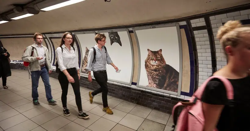 À Londres, des photos de chats ont remplacé les pubs dans une station de métro
