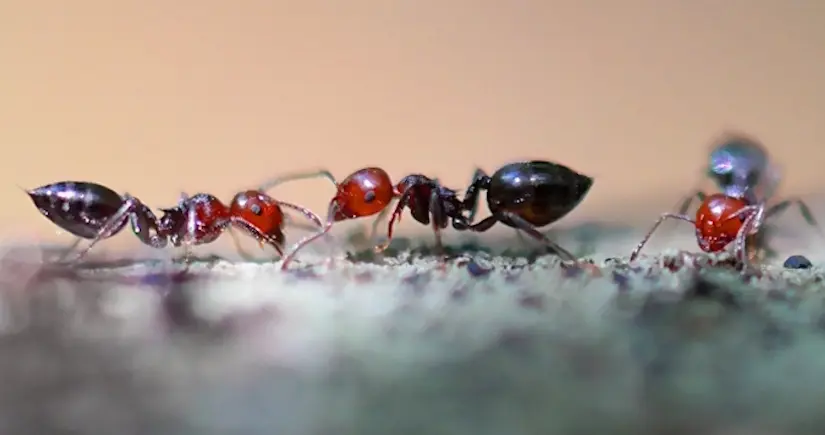 Une colonie de fourmis a survécu pendant des années, piégée dans un bunker