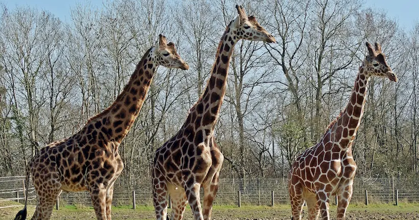Non, il n’existe pas qu’une seule espèce de girafe mais quatre