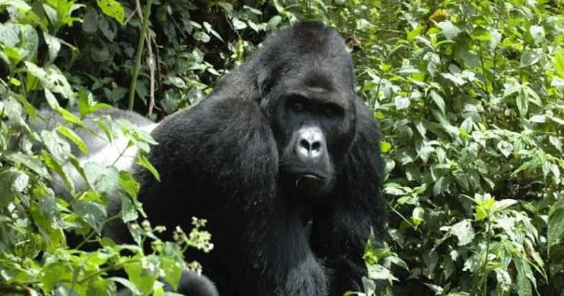 Le gorille oriental, le plus grand primate vivant, est désormais au bord de l’extinction