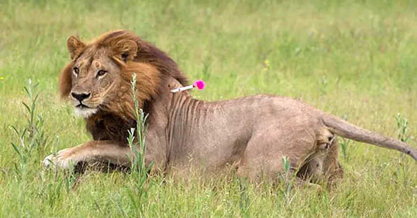 Chez les lions, la crinière ne représentera bientôt plus le roi… mais la reine