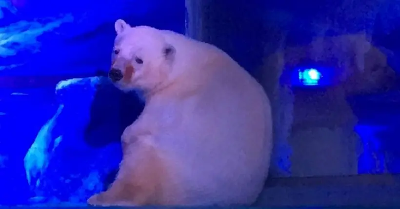 L’ours le plus triste du monde pourrait rejoindre un parc naturel