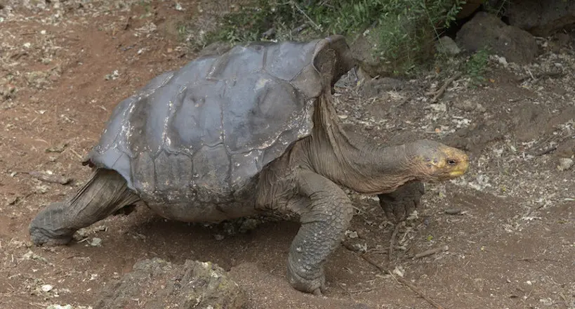 Une tortue accro au sexe sauve son espèce de l’extinction