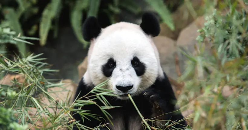Le plus vieux panda du monde est mort à l’âge de 38 ans