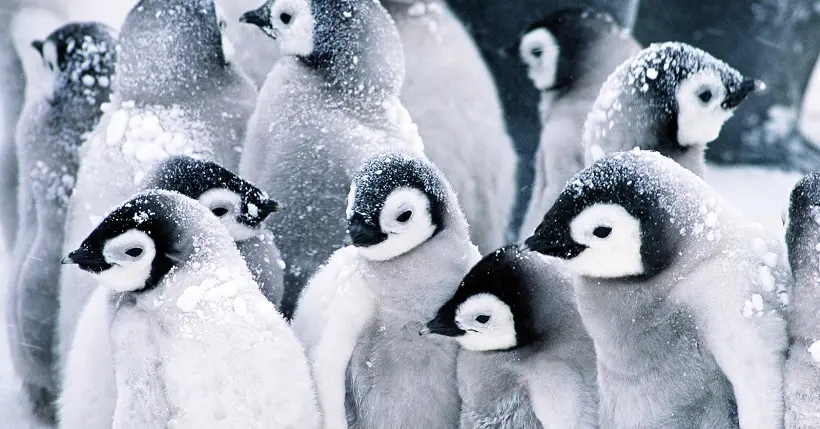 Le plus grand sanctuaire marin du monde va voir le jour en Antarctique