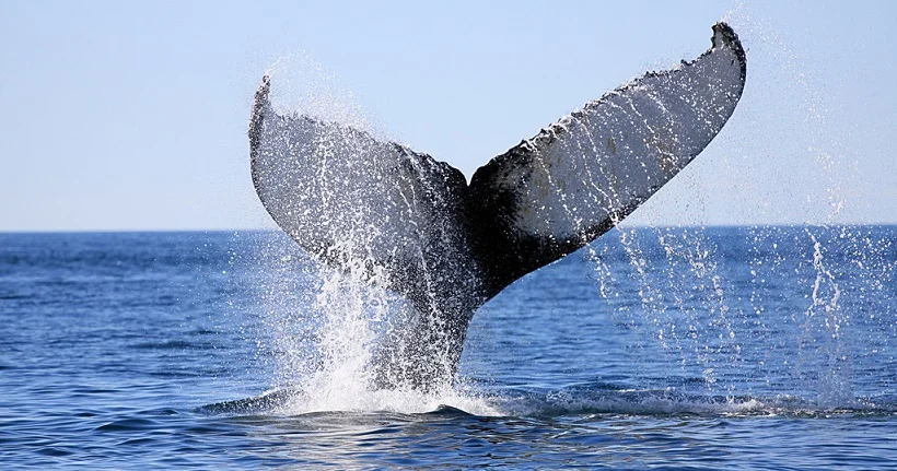 Le Japon, la Norvège et l’Islande s’opposent à la création d’un sanctuaire pour les baleines