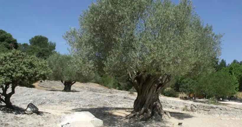 Le nouveau délire des riches : collectionner des oliviers millénaires