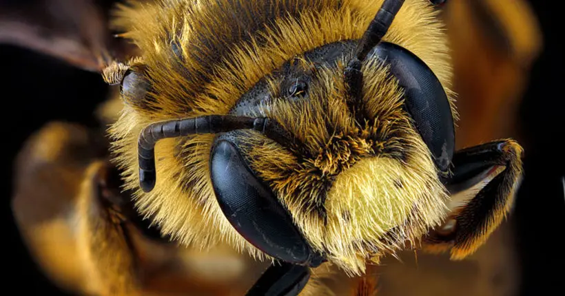 Les États-Unis placent les abeilles hawaïennes sur la liste des espèces en danger