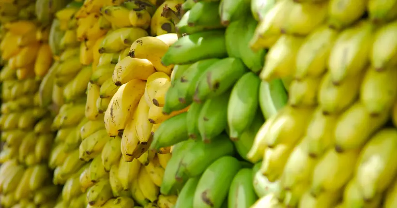 Dans quelques années, on dira peut-être adieu à la banane