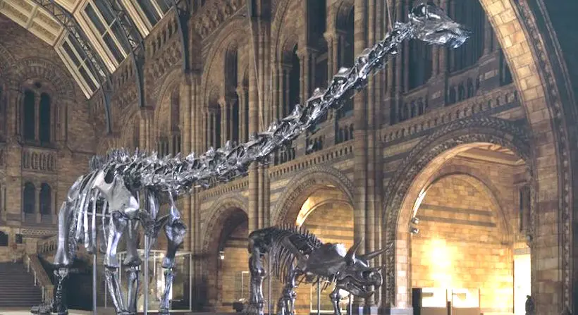 Le musée d’histoire naturelle de Londres quitte Dippy, son squelette de Diplodocus