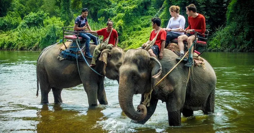 TripAdvisor va arrêter de vendre des billets pour les attractions avec des animaux sauvages
