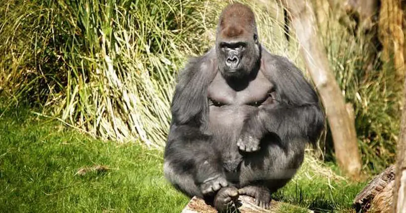 À Londres, un gorille s’est échappé de son enclos et en a profité pour boire 5 litres de sirop de cassis