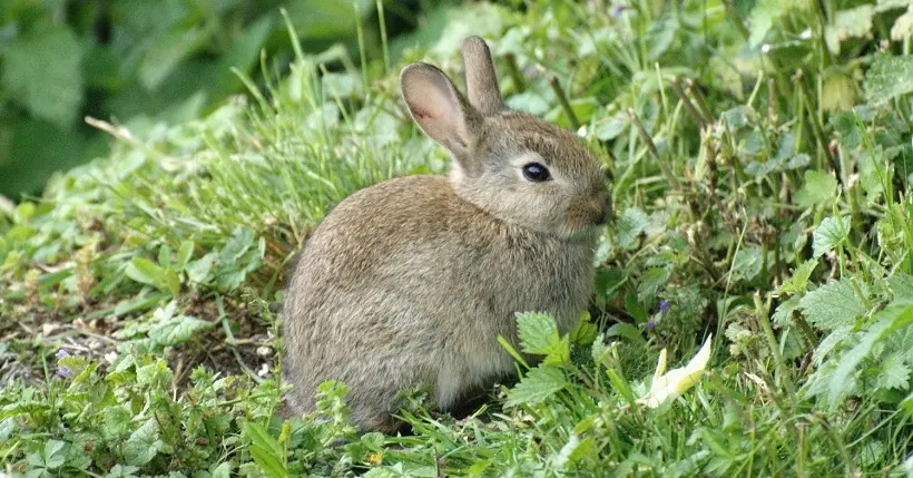 L’UE bannit définitivement les cosmétiques testés sur les animaux