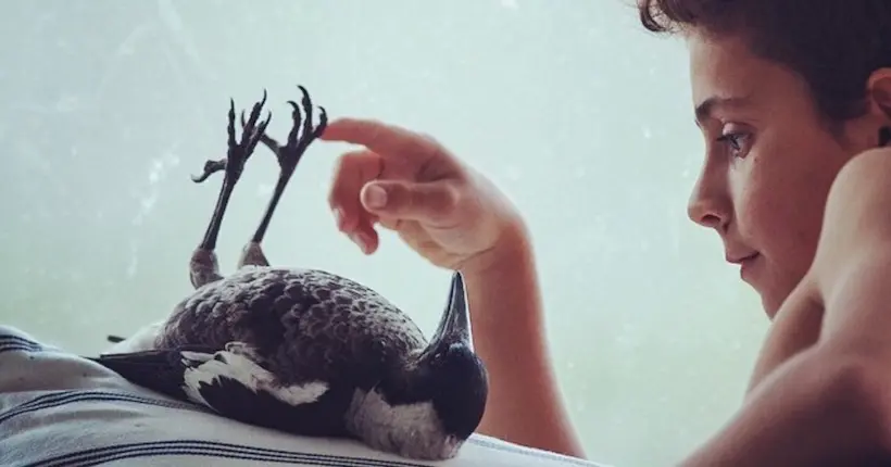 Penguin, un oiseau miraculé qui a son propre compte Instagram
