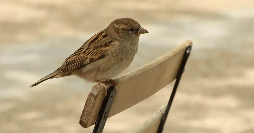 Paris va offrir des nichoirs à moineaux aux habitants pour faire revenir les oiseaux