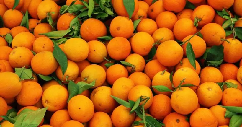 À 16 ans, elle trouve une solution à la sécheresse grâce à des oranges