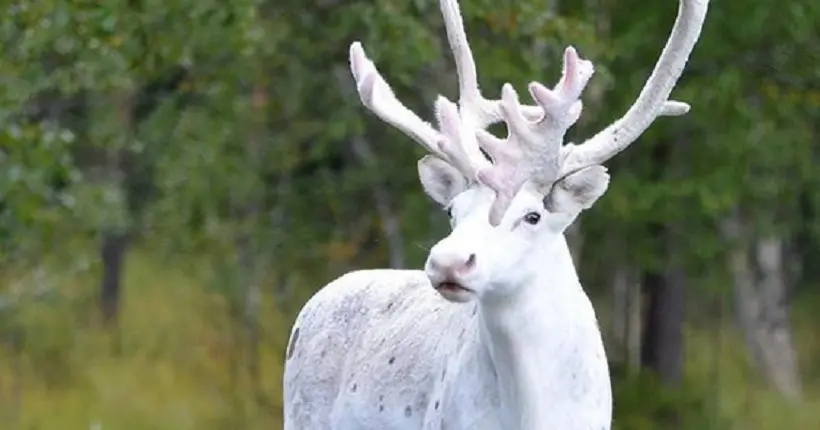 Ce petit renne blanc comme la neige a fait une apparition en Suède