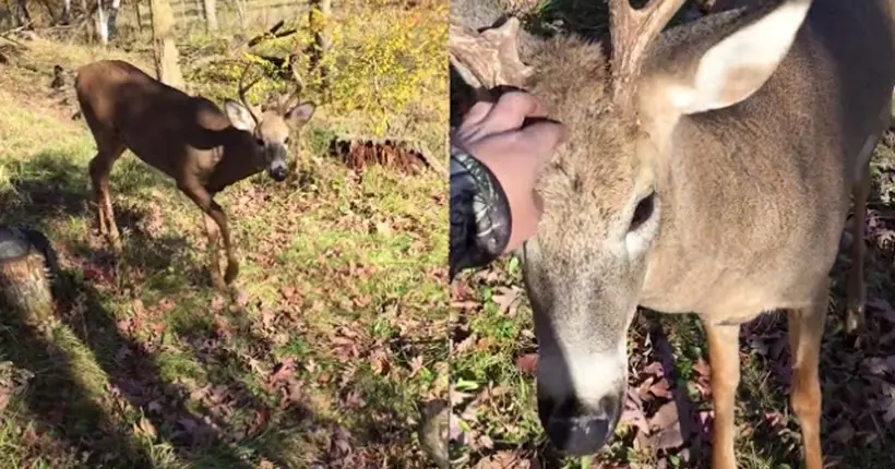 Vidéo : un cerf très amical demande à se faire gratouiller par un chasseur