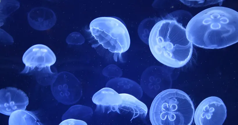 Une start-up a inventé des tampons et des couches biodégradables à base de méduses