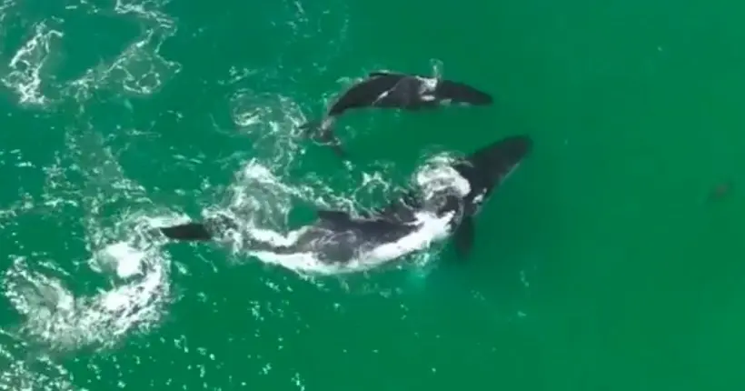 Vidéo : une baleine et son petit dansent avec un dauphin