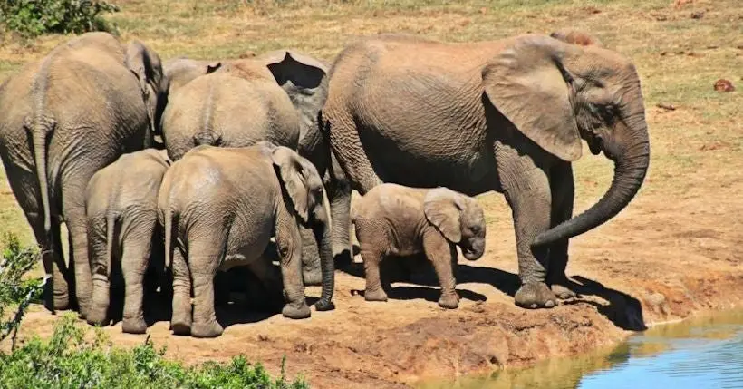En Afrique, de plus en plus d’éléphants naissent sans défenses à cause du braconnage