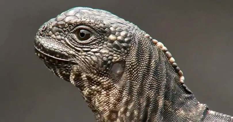 Vidéo : le making-of de l’incroyable course-poursuite entre un iguane et des serpents