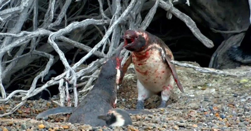 Le grand n’importe quoi des réseaux sociaux spécial bataille de pingouins