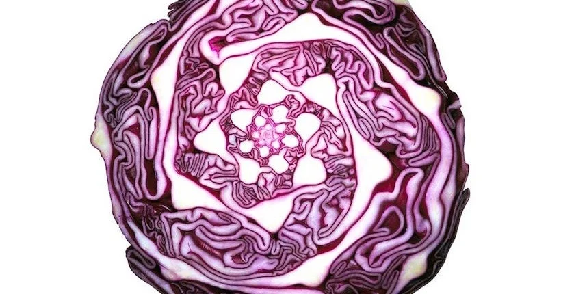 Un compte Instagram montre les fruits et légumes comme on ne les a jamais vus