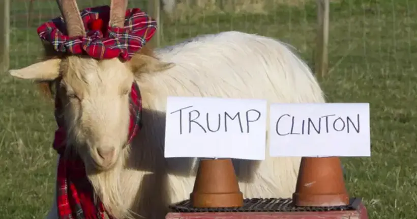 Une chèvre voyante écossaise prédit le résultat de l’élection présidentielle américaine
