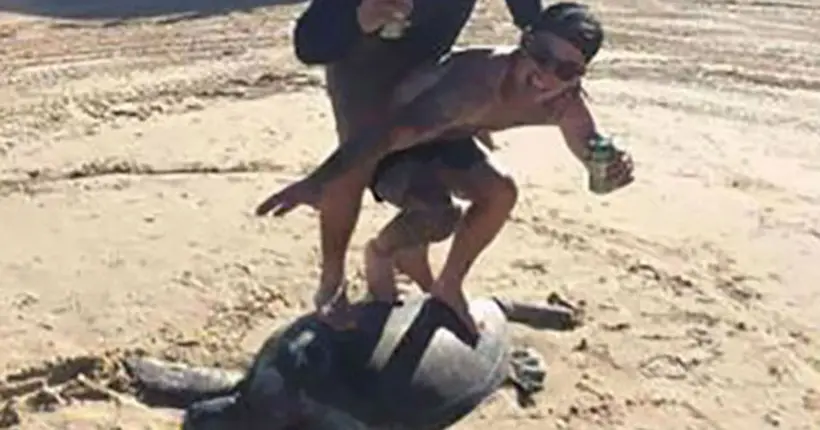 Les deux crétins qui ont fait un selfie en “surfant sur une tortue” risquent une amende de 20 000 dollars