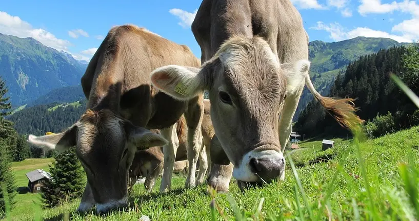 Pour sauver le monde, des scientifiques font tout pour que les vaches rotent moins