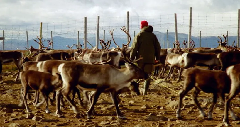 En broutant la toundra, les rennes combattent le réchauffement climatique