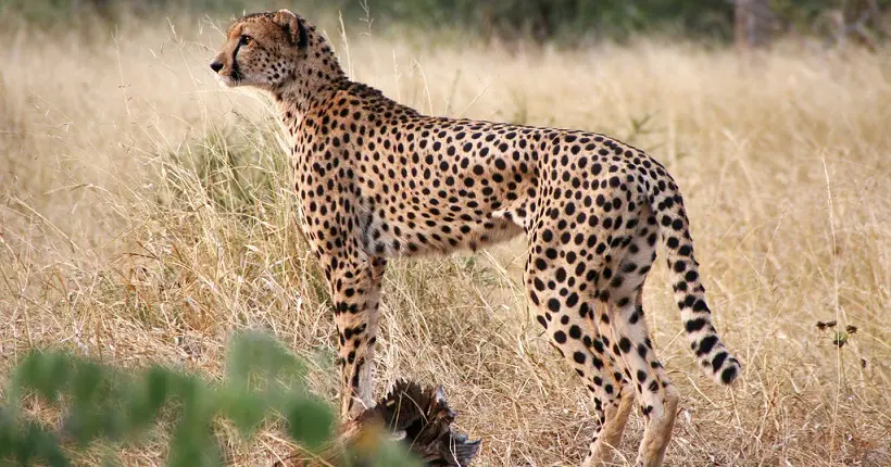 Le guépard pourrait bientôt être classé sur la liste des animaux en voie d’extinction